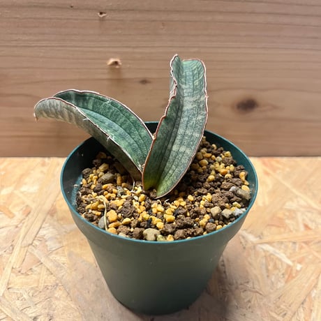 サンスベリアピンクバット | STORES