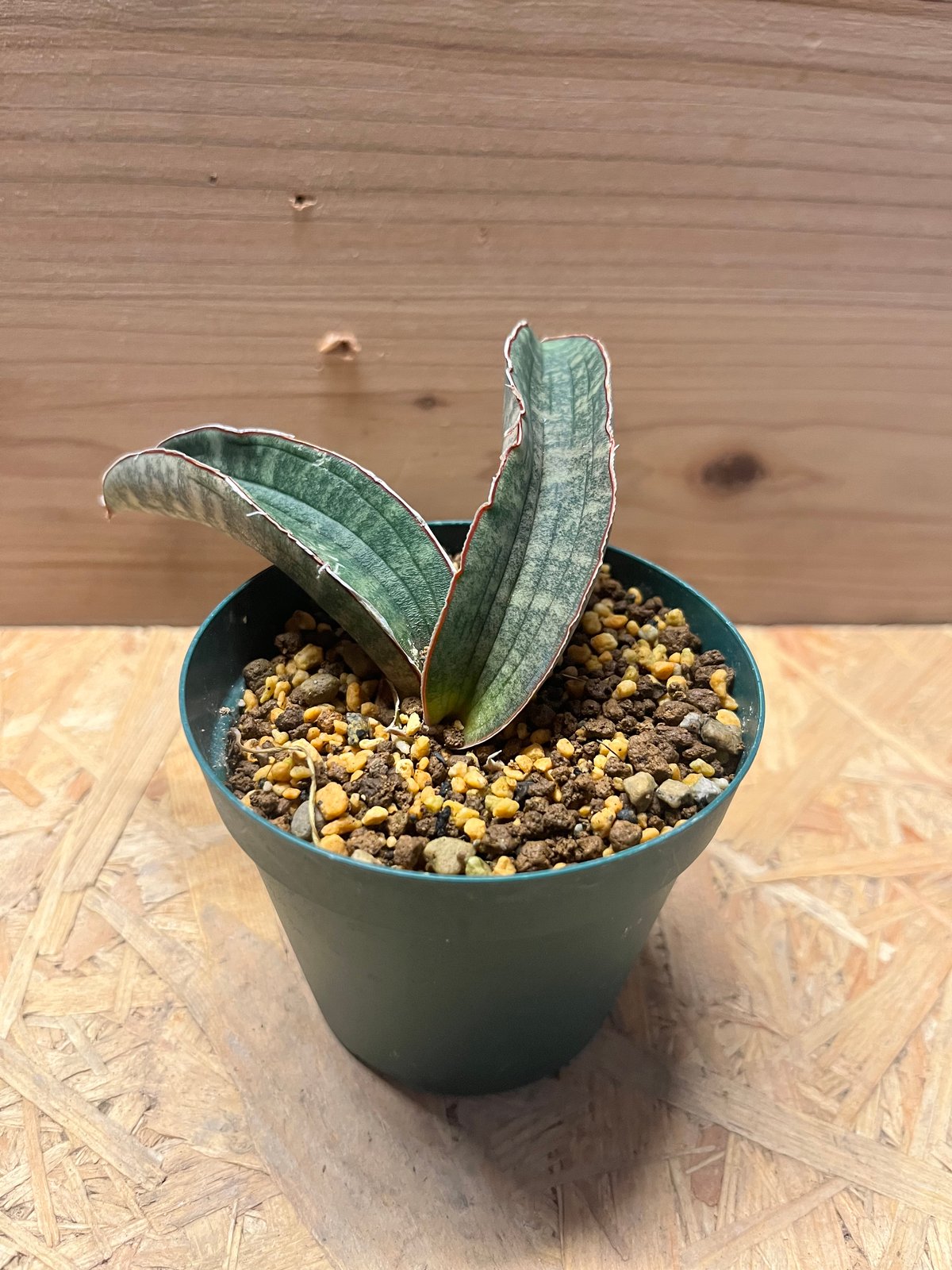 サンスベリア ハリー 'ピンクバット' | GREEN LUCK