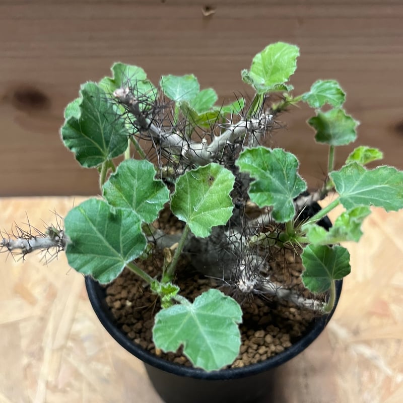 ヤトロファ マルギナータ | GREEN LUCK ヤトロファ マルギナータ | GREEN LUCK