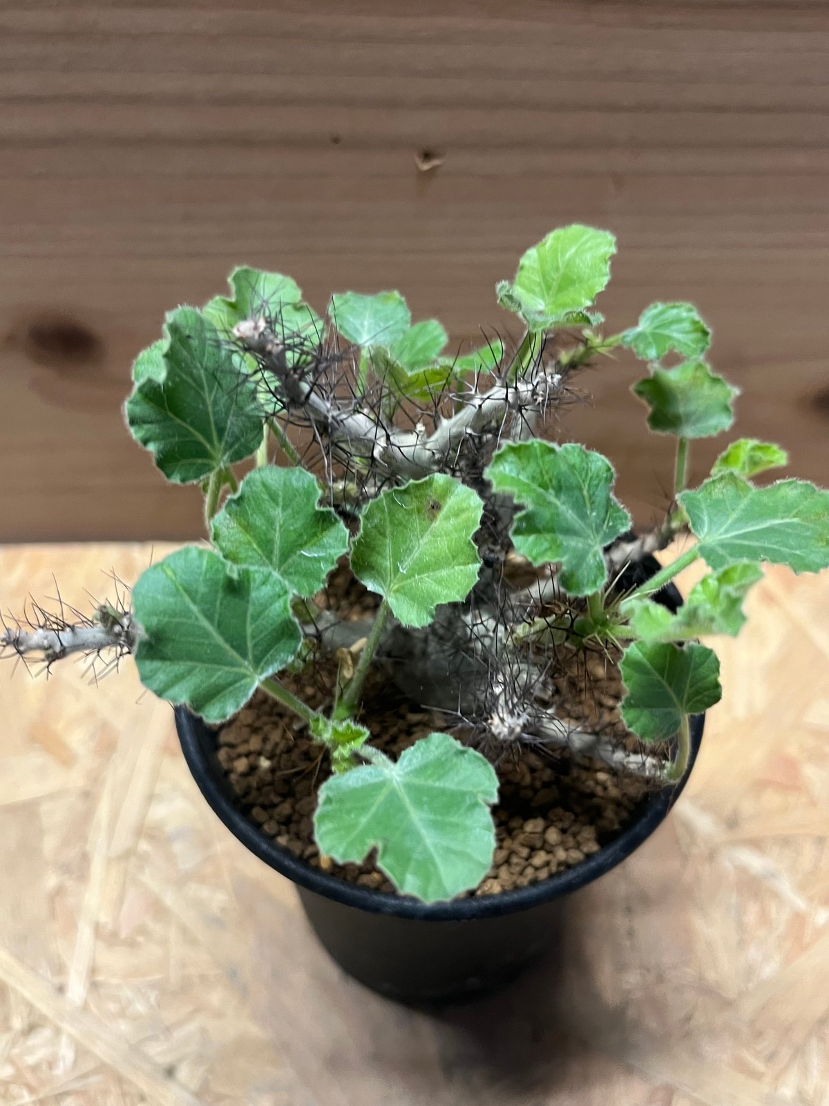 ヤトロファ マルギナータ | GREEN LUCK