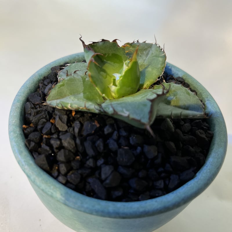 アガベチタノタ ブラックアンドブルー 伝市鉢