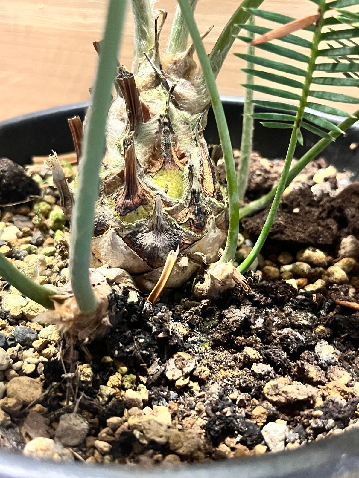 ディオーン エデュレ | GREEN LUCK