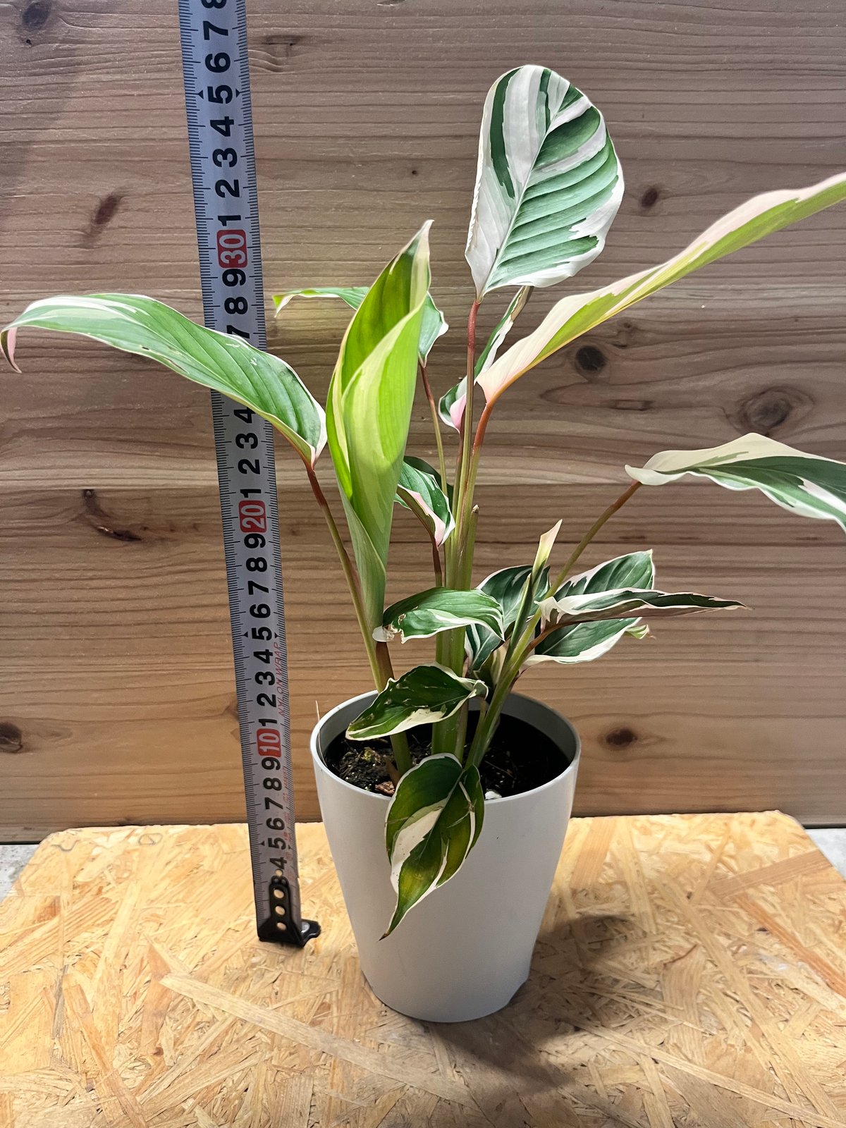 カラテア ウォーターカラー | GREEN LUCK