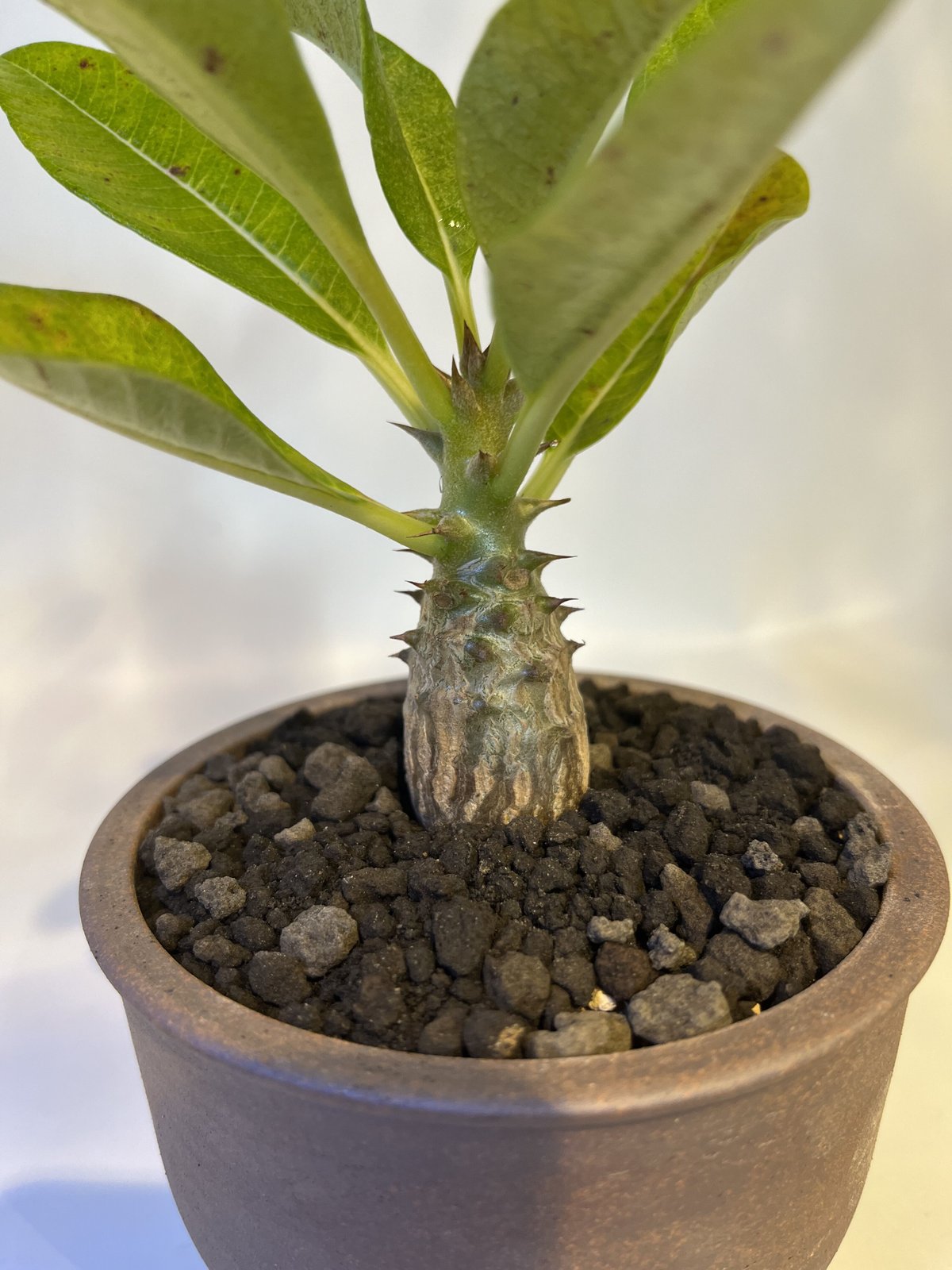 パキポディウム ウィンゾリー×伝市鉢 | GREEN LUCK