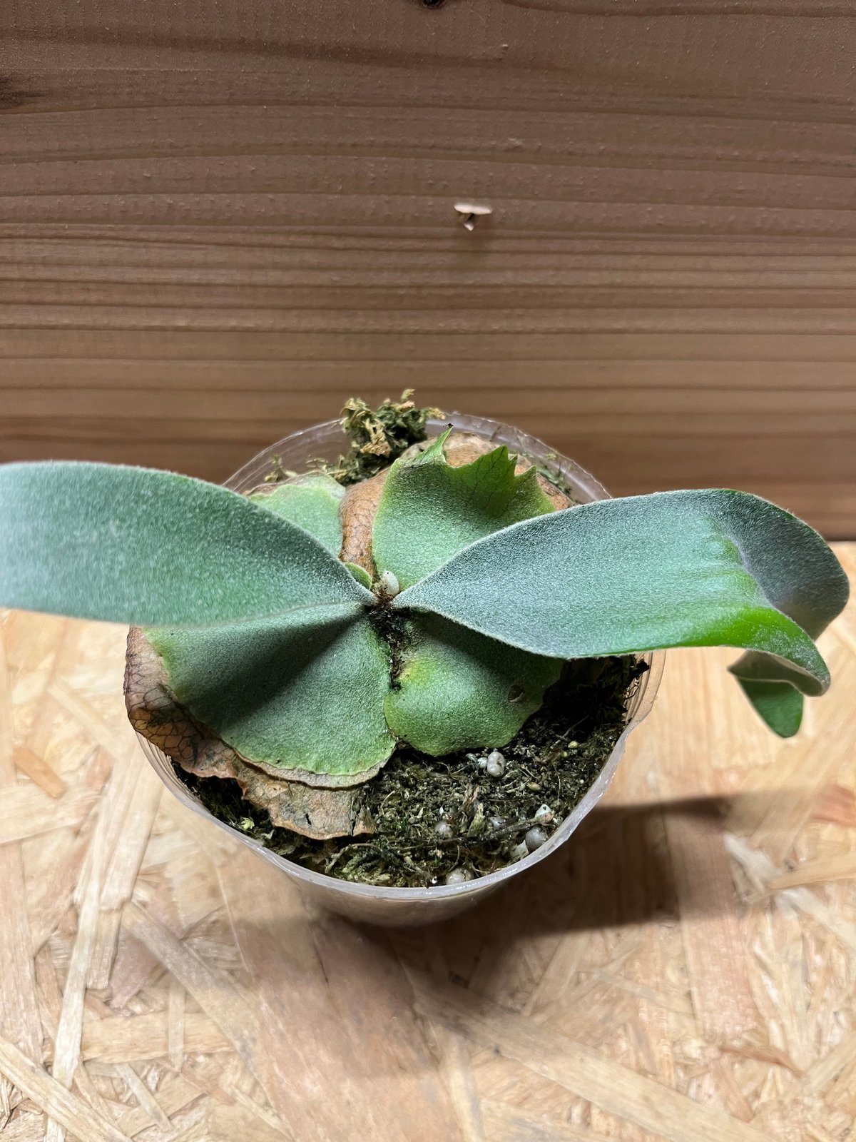 P.veitchii 'Lemoinei' ベイチー　レモイネイ　ビカクシダ 楽天市場】(現品) ビカクシダ ビーチー 'レモイネイ' (pup) (No.40888