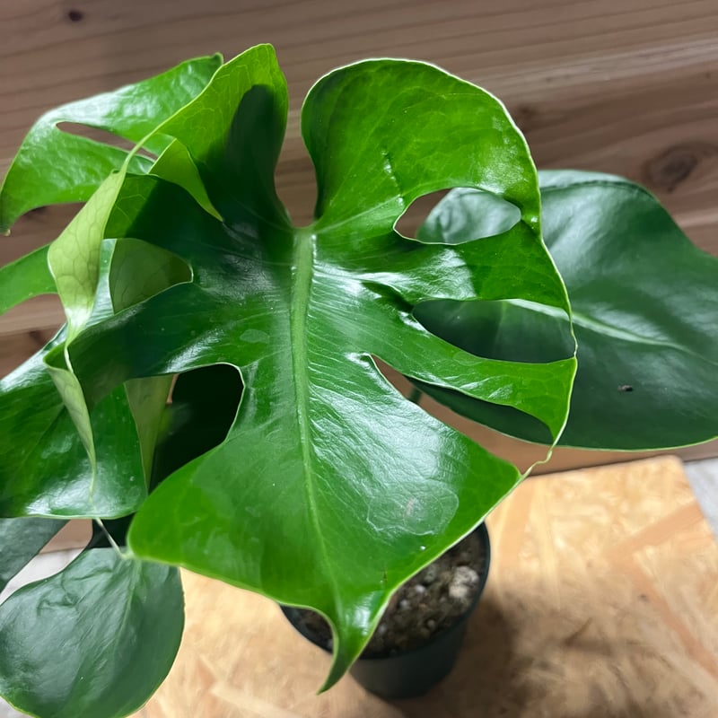 モンステラ デリシオーサ 実生 癖あり | GREEN LUCK