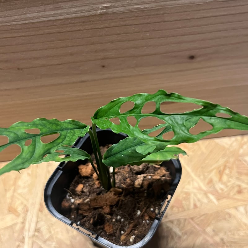 モンステラ オブリクア ペルー | GREEN LUCK