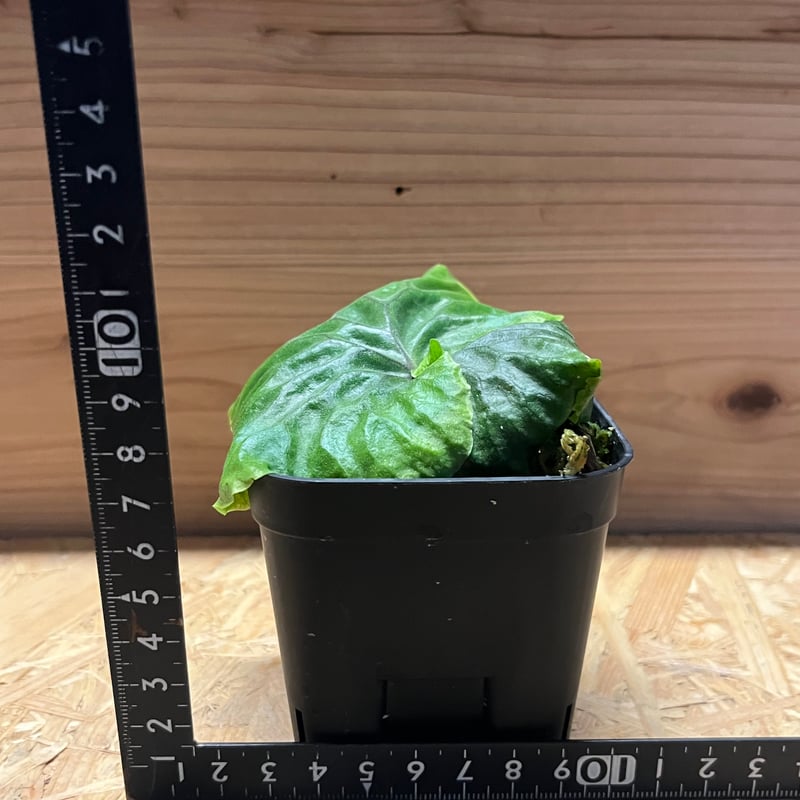 ビカクシダ マダガスカリエンセ | GREEN LUCK