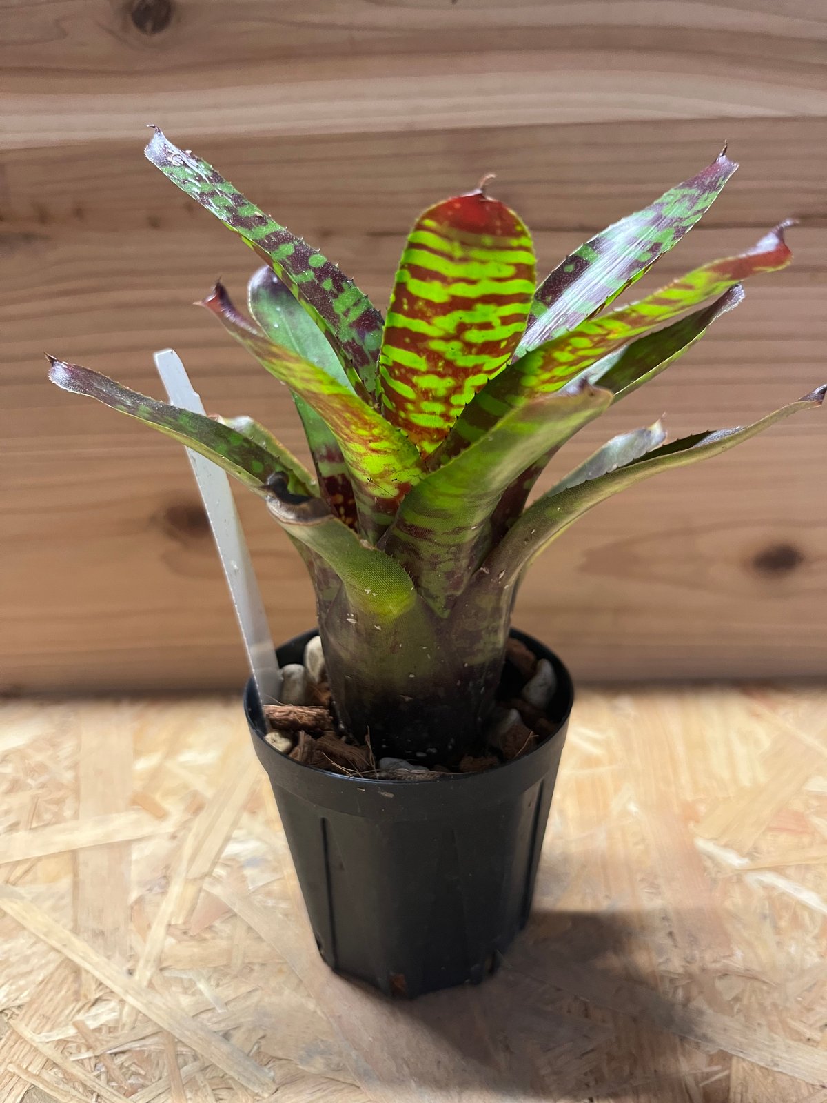 ネオレゲリア ハウジット リサのタグ付き