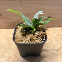 ビカクシダ　セルソタツタOC 親株サイズ ビカクシダ celso tatsuta OC