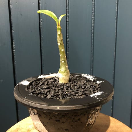 パキポディウム　デカリー　海外実生　発根済み パキポディウム デカリー 海外実生 発根済み パキポディウムデカ