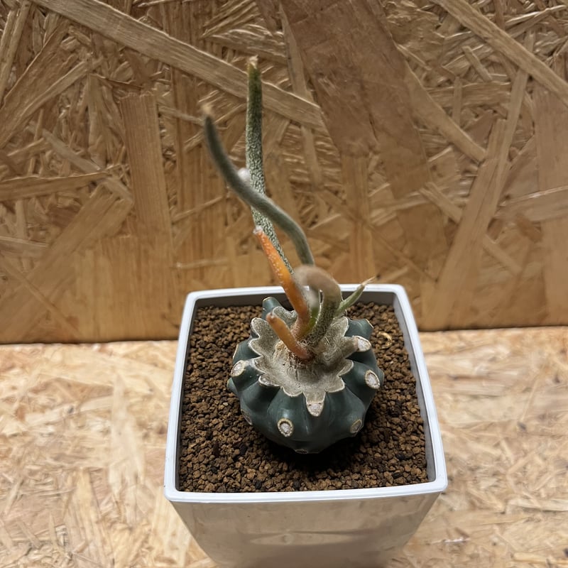 希少❗️斑入り❗️アストロフィツム　カプトメデューサ✨ アストロフィツム カプトメデューサ 斑入り | GREEN LUCK