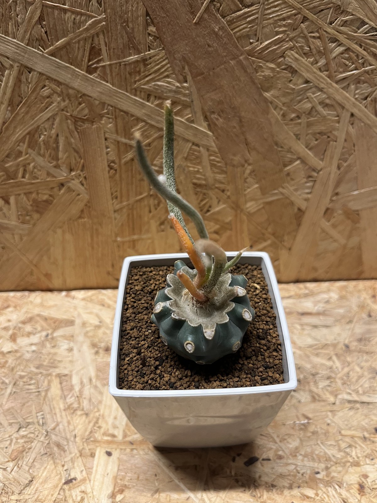 アストロフィツム カプトメデューサ 斑入り | GREEN LUCK