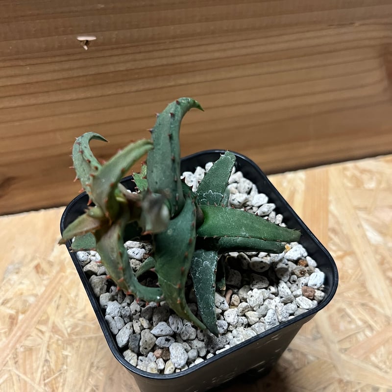 アロエ カスティロニアエ | GREEN LUCK