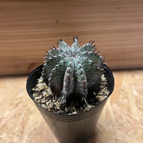 ユーフォルビア　ホリダ