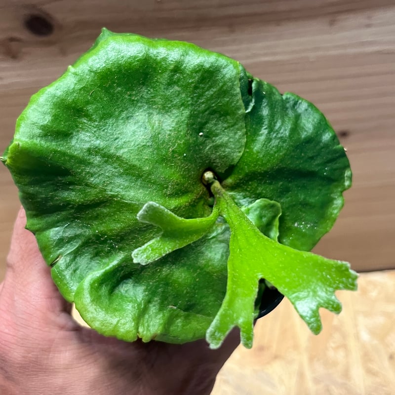 ビカクシダ　キッチャクード　グリーンブロッサム 202 ビカクシダ キッチャクード グリーンブロッサム 202