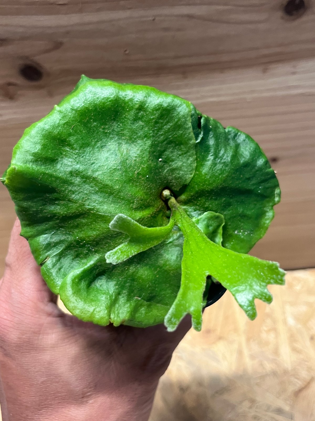 ビカクシダ　キッチャクード　グリーンブロッサム　205 ビカクシダ キッチャクード シンリーフ Platycerium Kitshakood