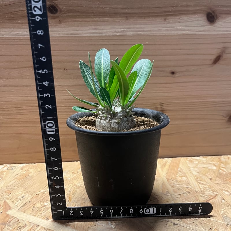 パキポディウム デンシカウレ 恵比寿大黒 | GREEN LUCK