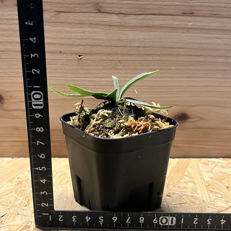 s*a様 ビカクシダ JEENY Frontier Plants】ビカクシダ・ウィリンキー・ジェニー♯1