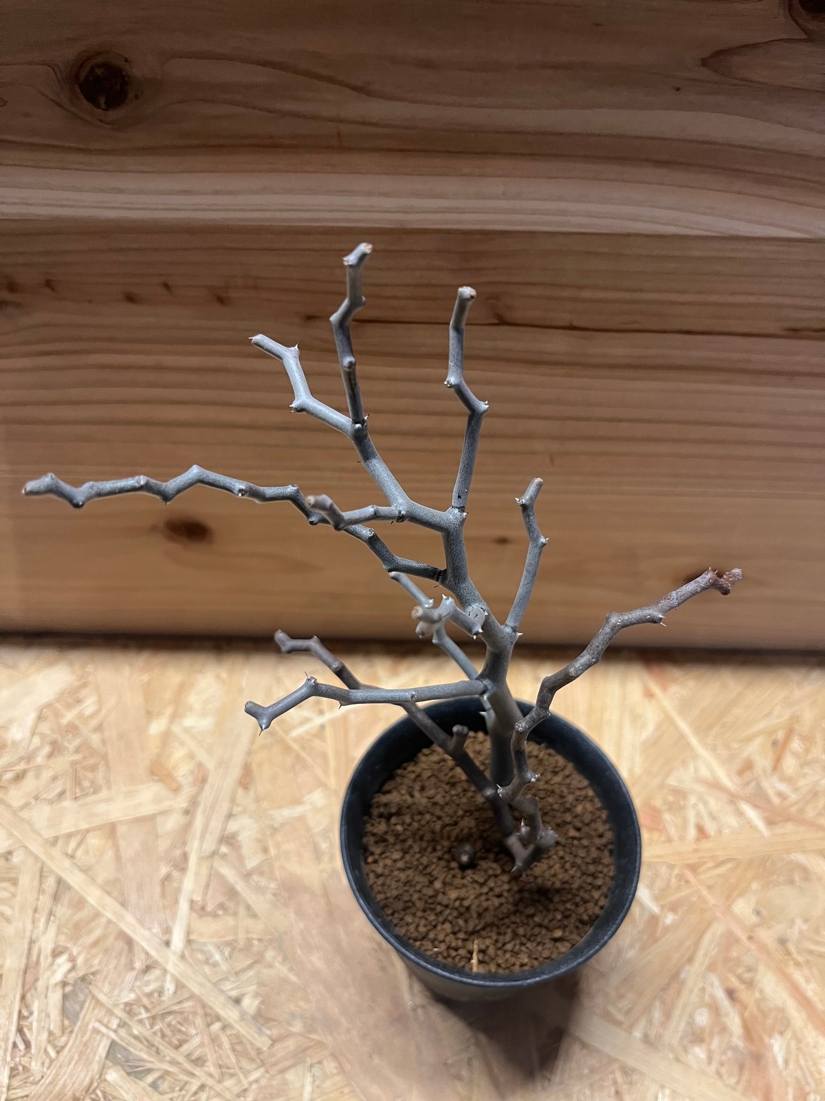 デカリア マダガスカリエンシス ジグザグの木 | GREEN LUCK