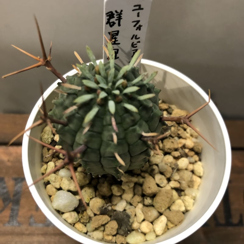わ*︎様 大株　ユーフォルビア・群星冠 ステリスピナ ユーフォルビア ステリスピナ群星冠 | STELLA.PLANTS
