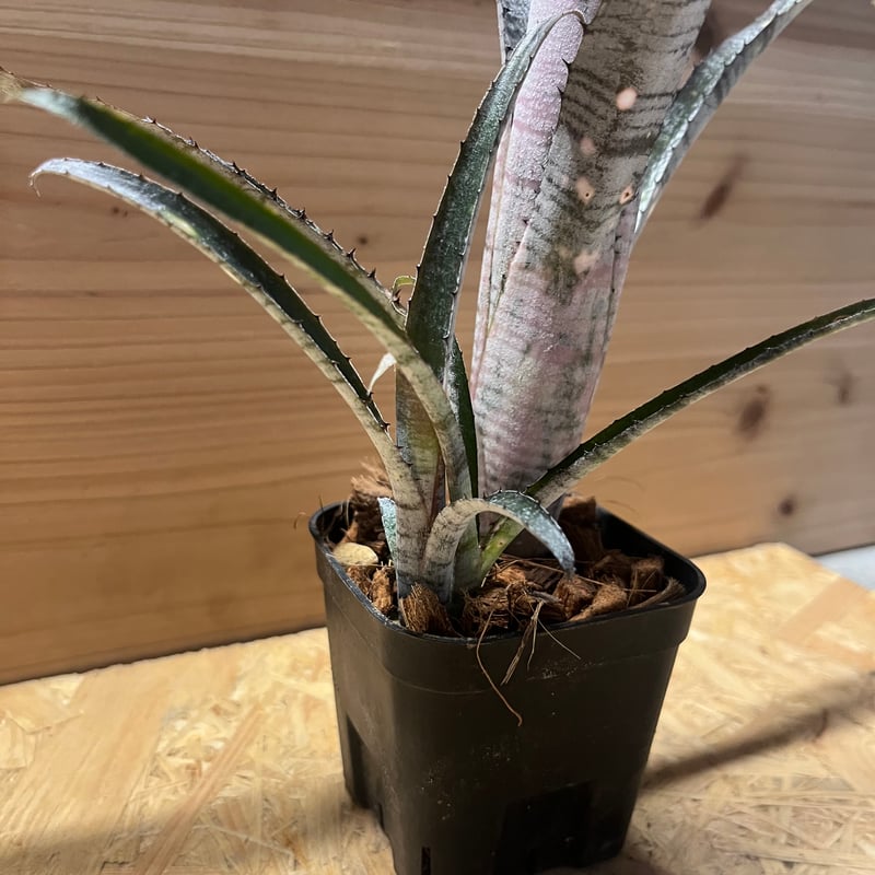 ビルベルギア パイプライン | GREEN LUCK