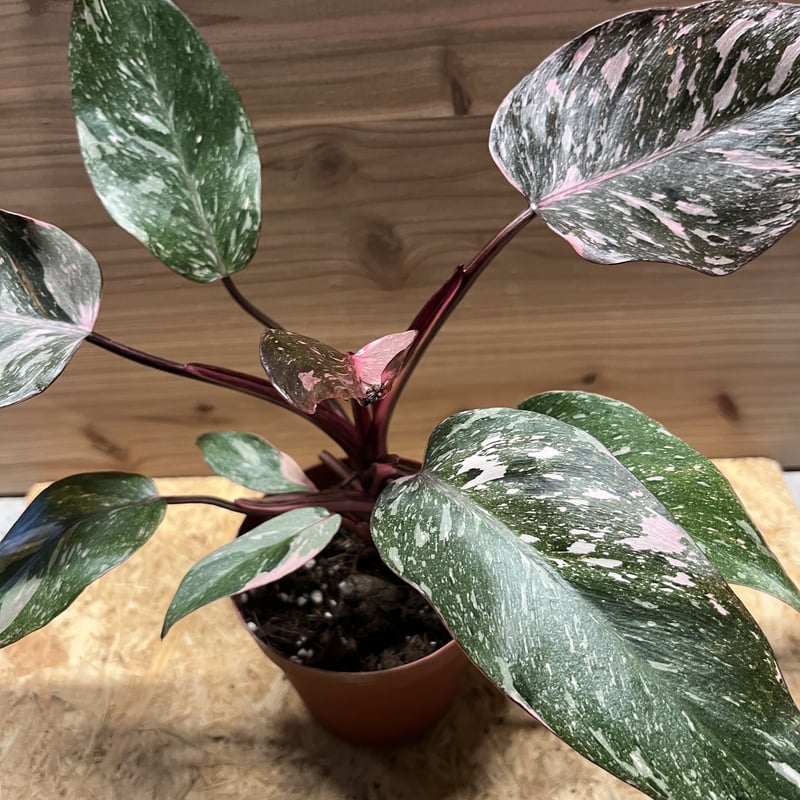 フィロデンドロン ピンクプリンセス ギャラクシー | GREEN LUCK