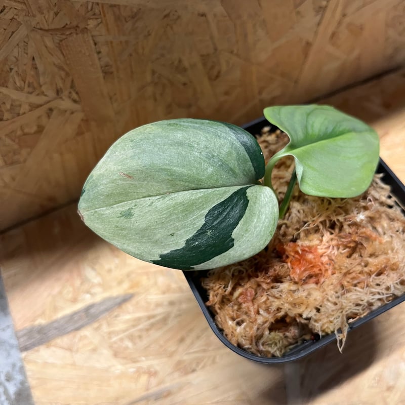 スキンダプサス ルビコン シルバーオンシルバー | GREEN LUCK