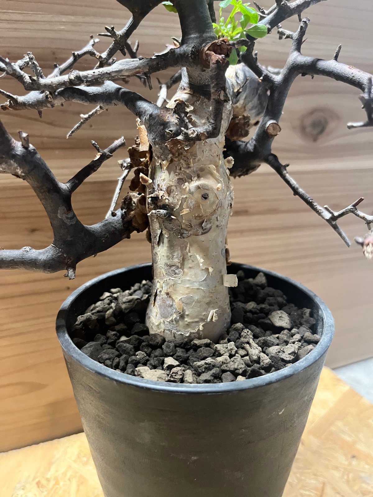 コミフォラ カタフ ソマリア | GREEN LUCK