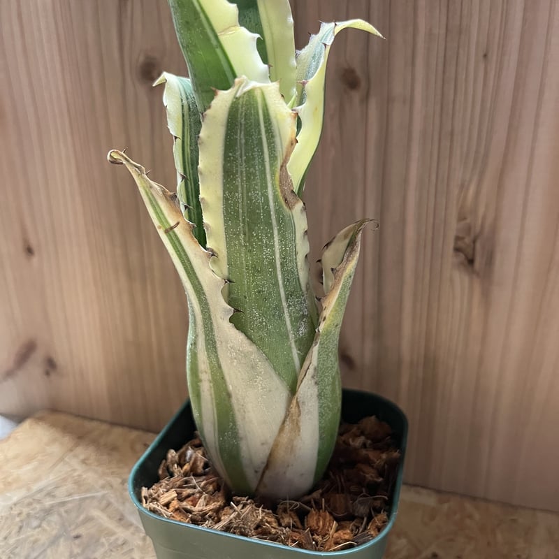 ホヘンベルギア カーラ | GREEN LUCK