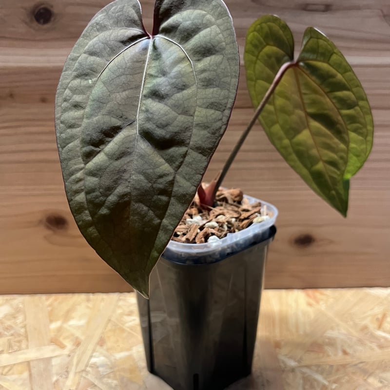 アンスリウム エースオブスペード ダークフォーム セルフ | GREEN LUCK