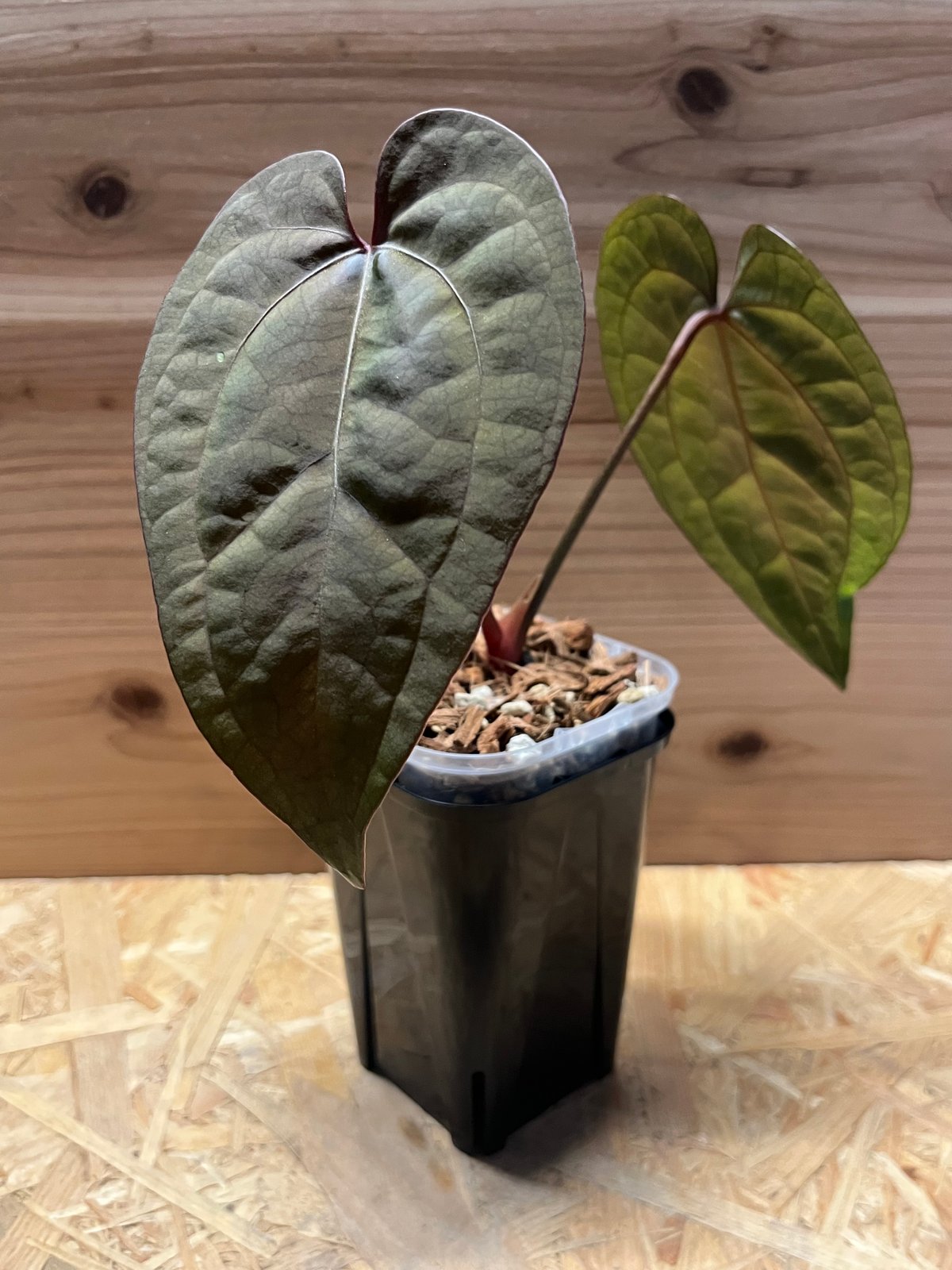 アンスリウム エースオブスペード ダークフォーム セルフ