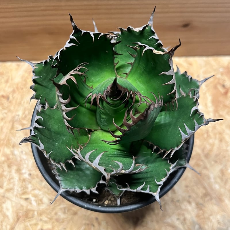 アガベホリダ アガベ ホリダ | GREEN LUCK