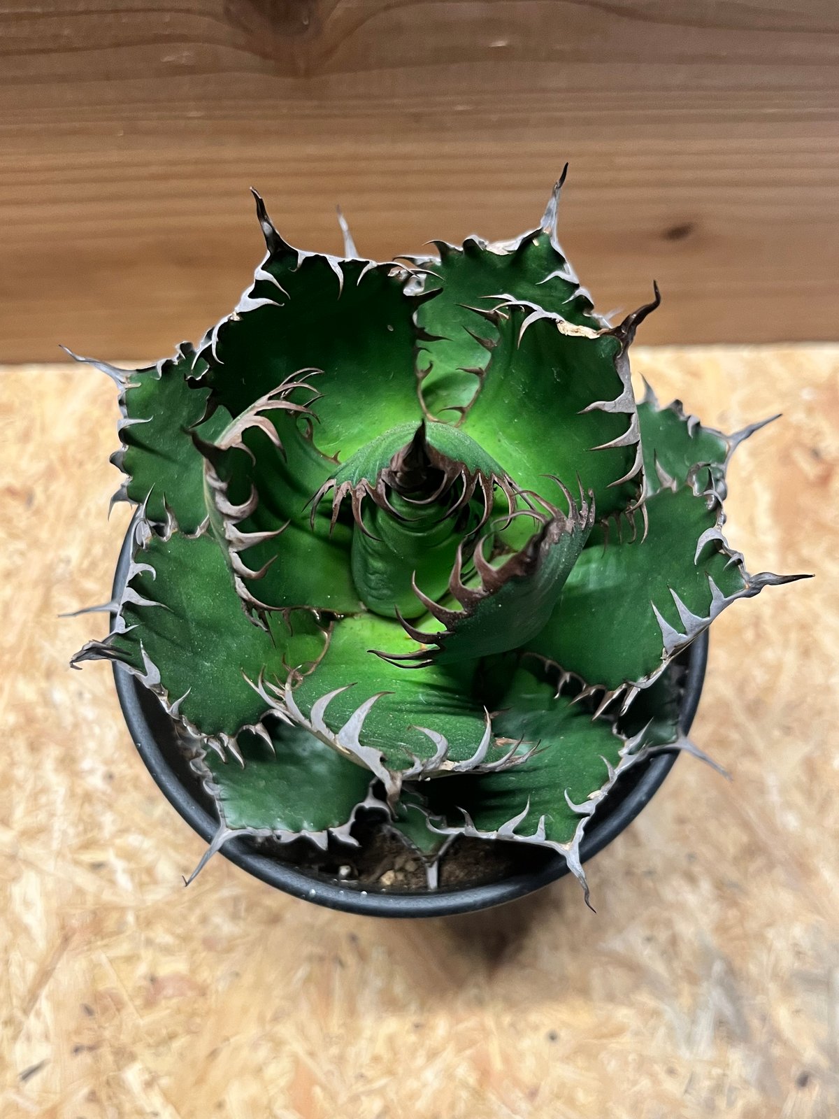 アガベ ホリダ アガベ ホリダ | GREEN LUCK