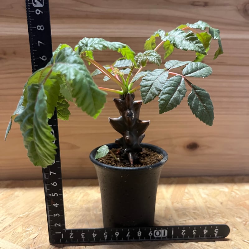 ベイセリア メキシカーナ | GREEN LUCK