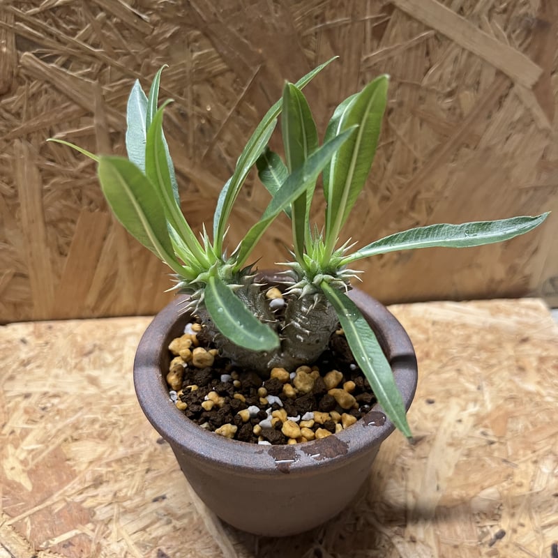 パキポディウムセット2 カクチ デンシ サキュレンタム ロスラツム エブレネウム パキポディウムセット2 カクチ デンシ サキュレンタム