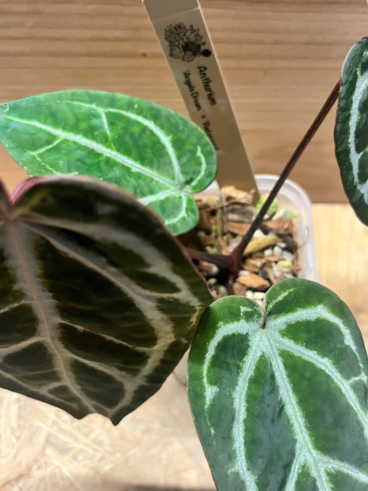 今*！様 アンスリウムHubro × “angel's dream＊レッドクリス アンスリウム エンジェルズドリーム×レッドクリスタル | GREEN LUCK