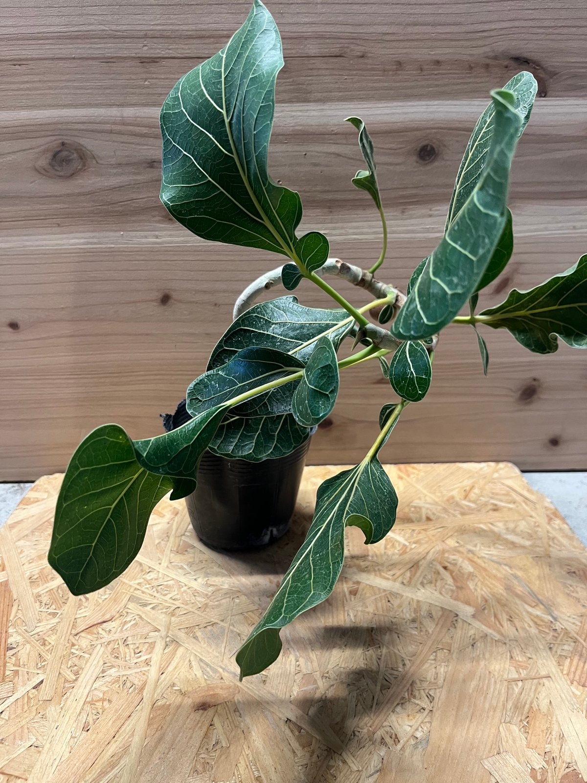 フィカス クリシュナボダイジュ | GREEN LUCK