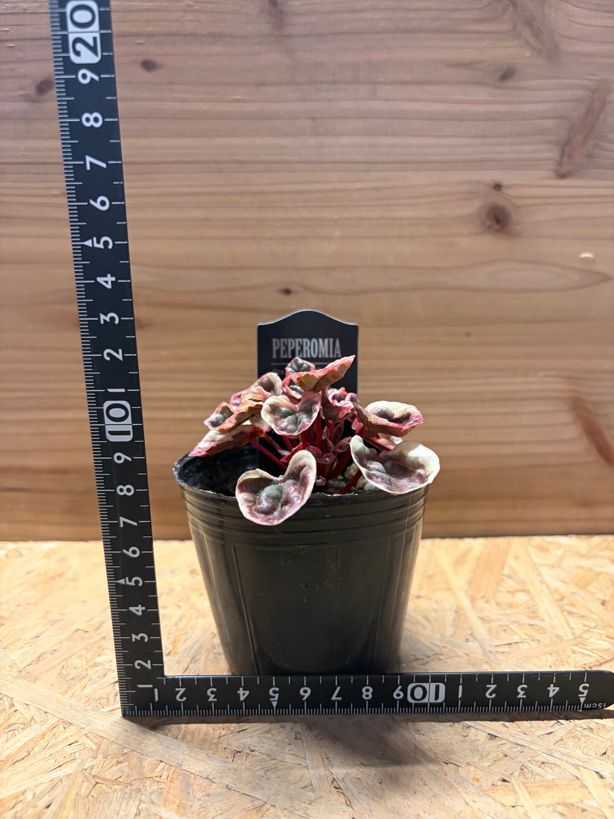 ペペロミア 'ストロベリークォーツ' | GREEN LUCK