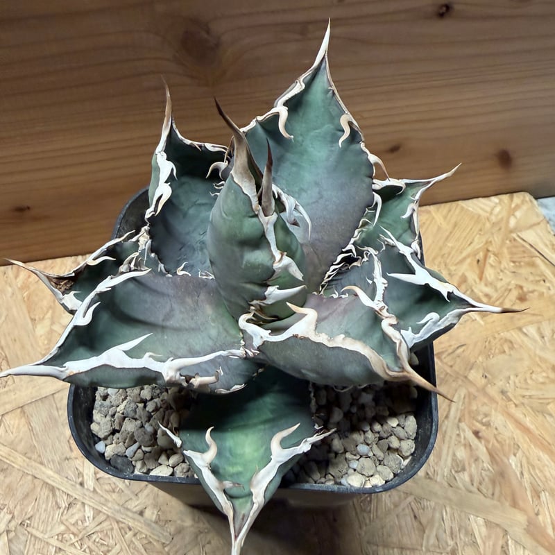 アガベ チタノタ 'ホワイトソーン' | GREEN LUCK