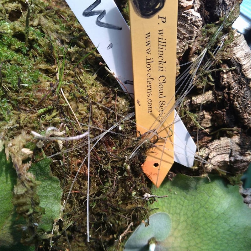 ビカクシダ クラウドシリーズ | GREEN LUCK