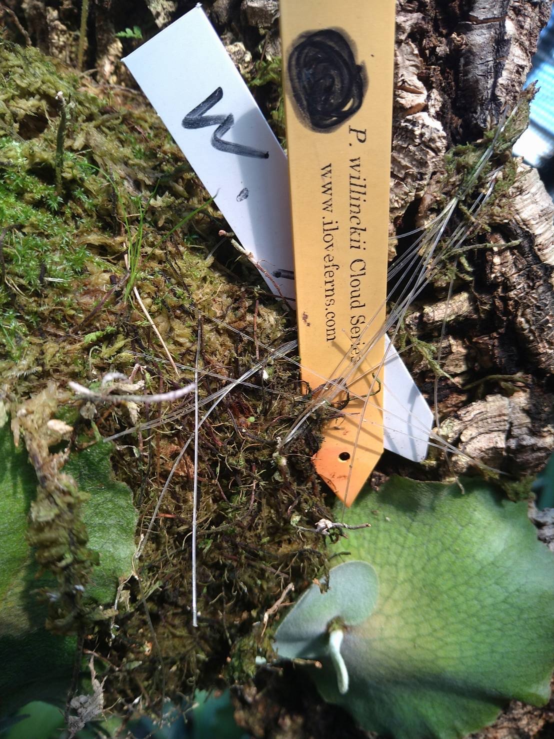 willinckii Cloud Series PUP vandakaさん株 P. willinckii 'Spur' (willinckii dwarf nook spore special