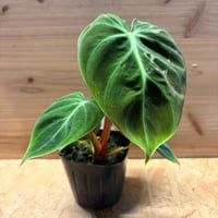 アロカシア ワトソニア ライトニング | GREEN LUCK