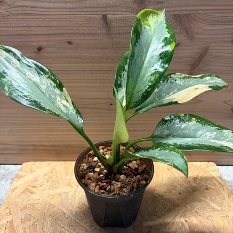 アグラオネマ | STORES