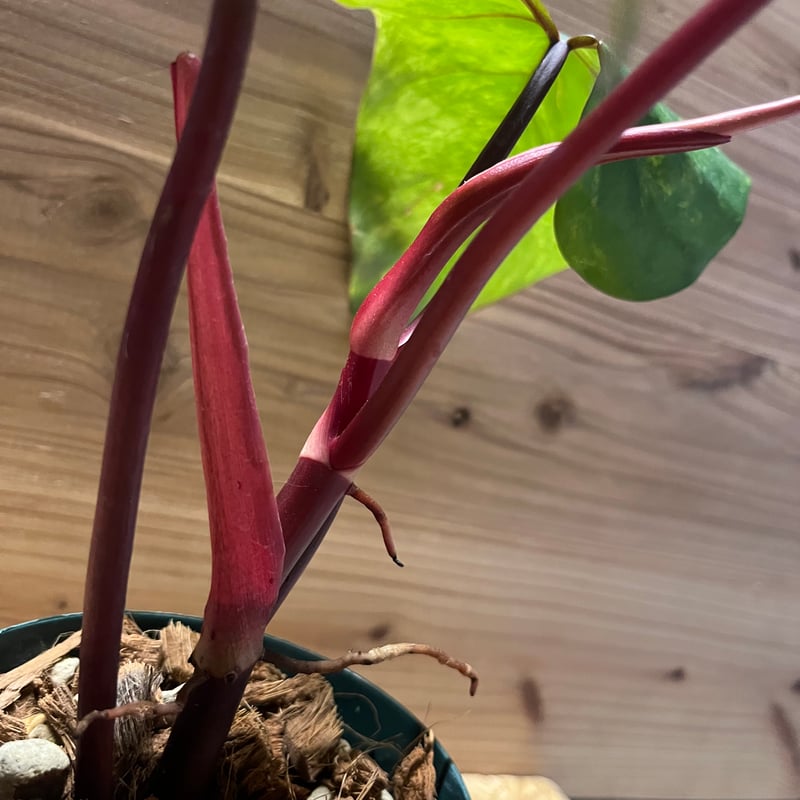 フィロデンドロン ストロベリーシェイク | GREEN LUCK