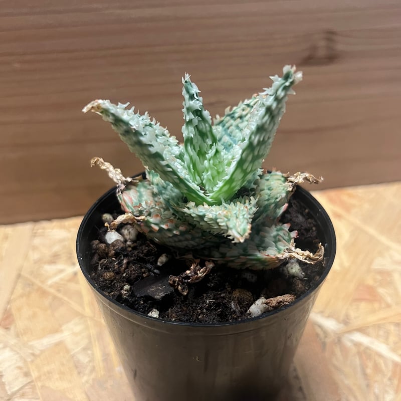 アロエ テンプラ アロエ テンプラ hybrid - 観葉植物・生花