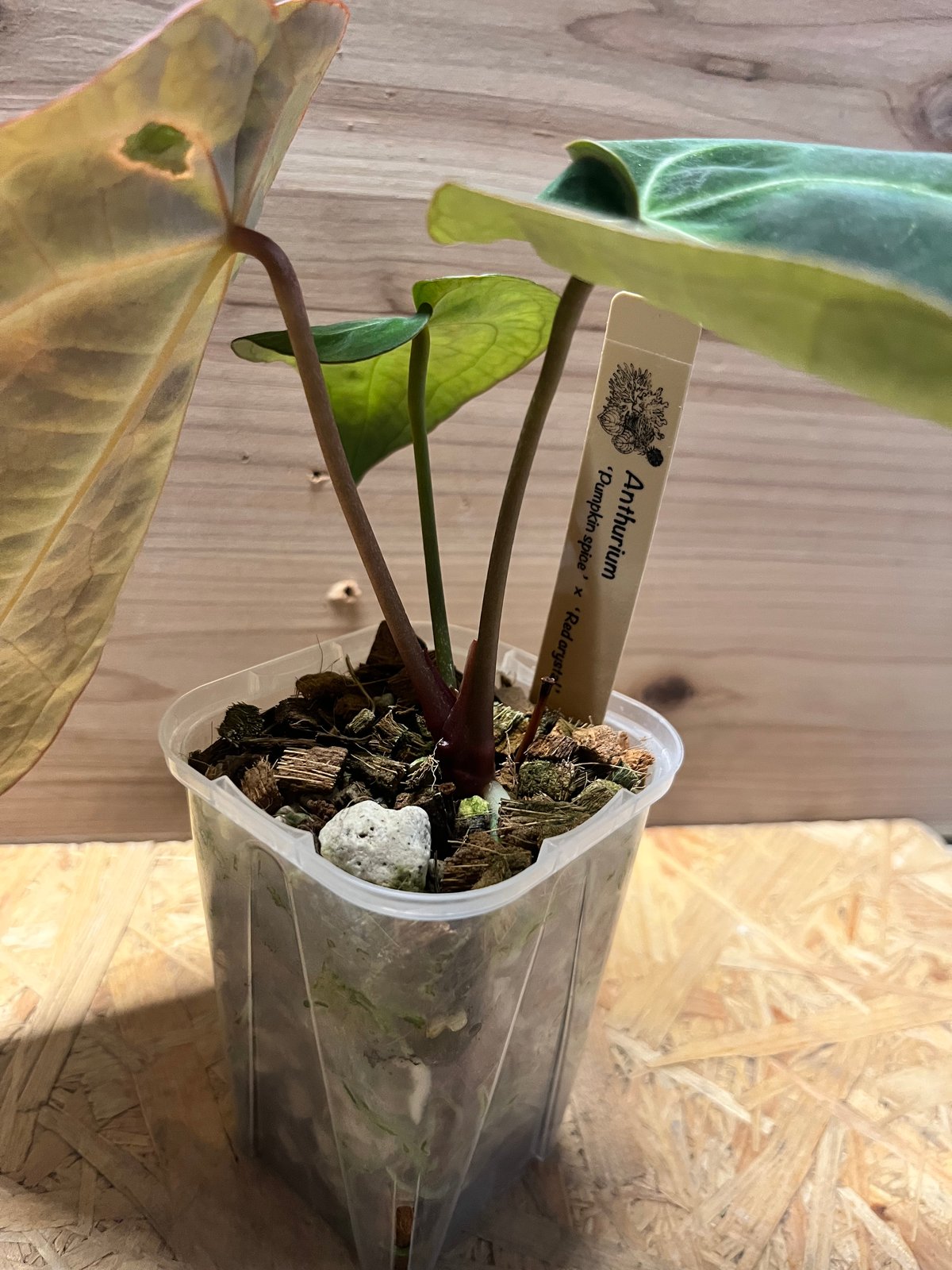 アンスリウム パンプキンスパイス×レッドクリスタル | GREEN LUCK