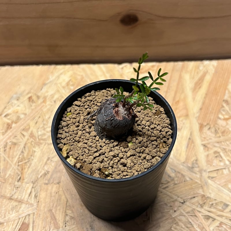 オペルクリカリア パキプス | GREEN LUCK