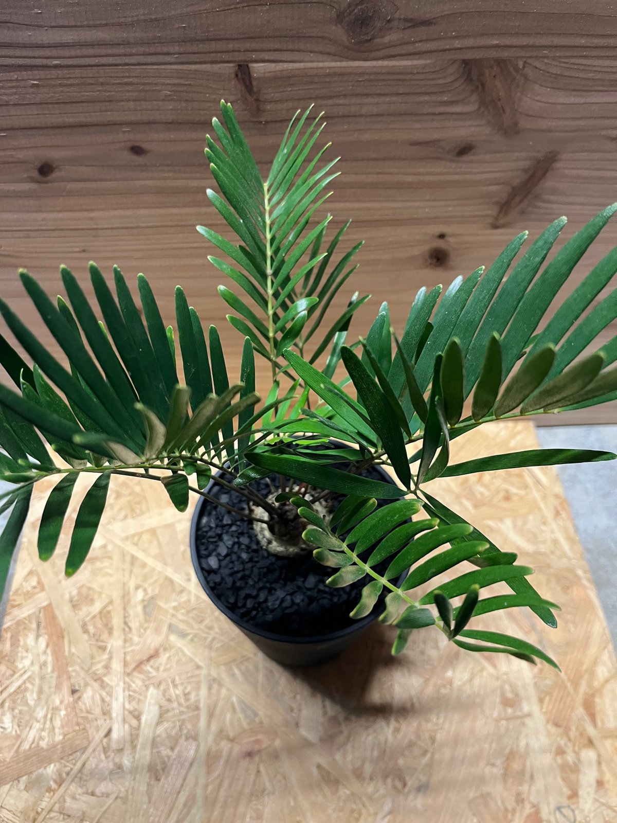 ザミア フロリダーナ | GREEN LUCK