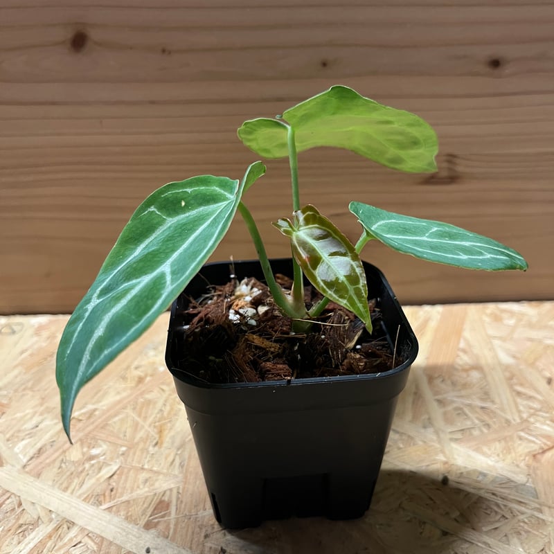 アンスリウム クリスタリナム | GREEN LUCK